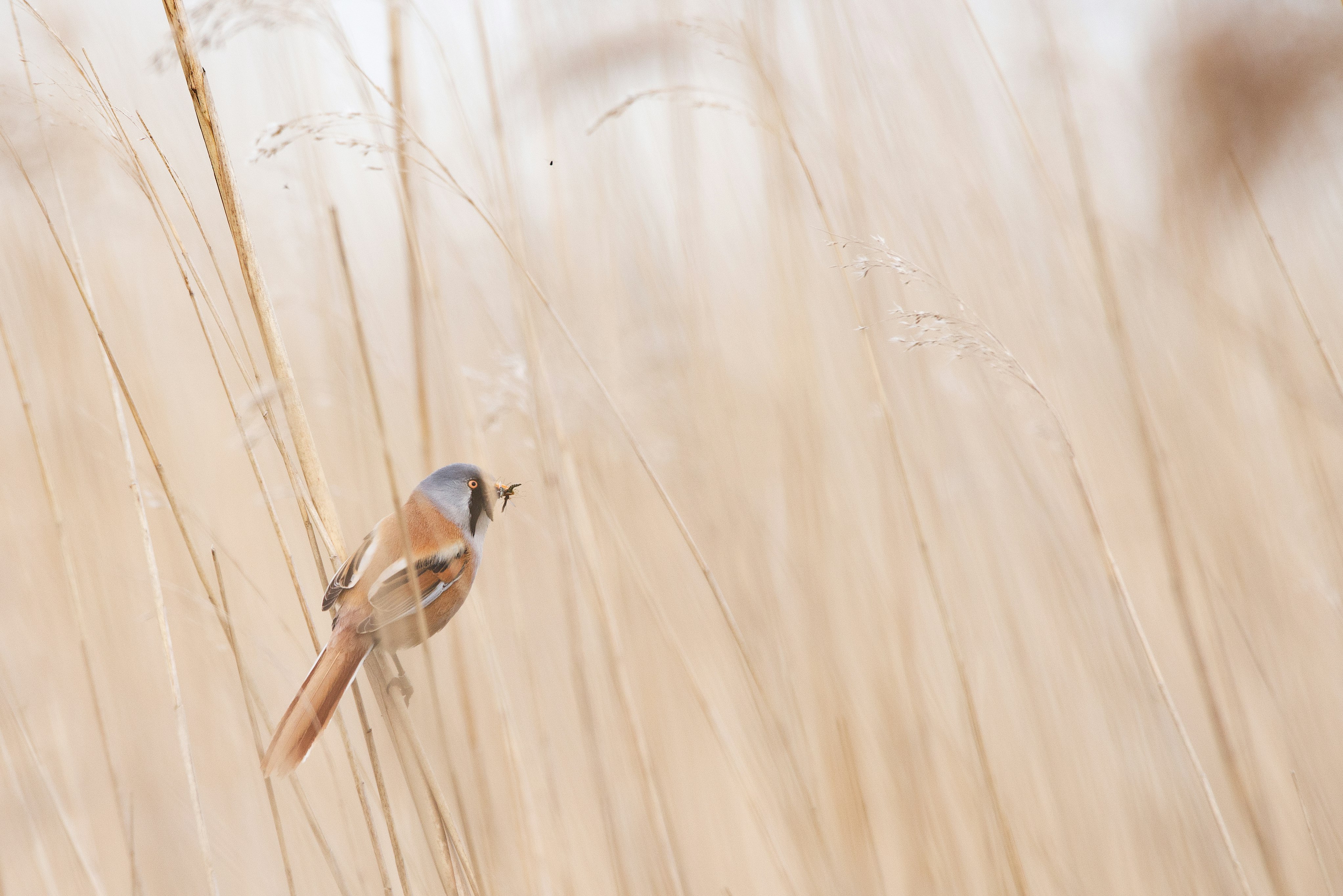 photo of brown and gray short-beak bird